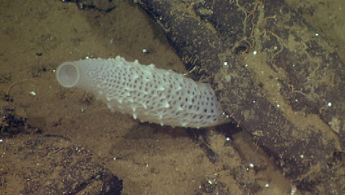 This unique looking sponge is a member of the Euplectellidae, a family known for its beauty. The geometric pattern created by the skeleton of this sponge is striking, however, it functions to create a flow of water through the animal which allows it to filter out small plankton and bacteria as the water passes through it.