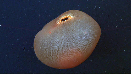 Measuring the large medusa, Deepstaria, using lasers on the ROV. The lasers are 29 centimeters apart. This jelly was too big to collect with the ROV samplers.
