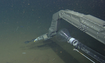 The manipulator arm on the ROV Doc Ricketts gently lifts a benthic ctenophore off the bottom, using a repurposed kitchen spatula dubbed “The Spatulator”.