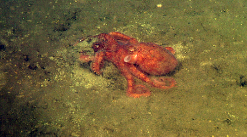 The seafloor looked mostly barren in the Delfin Basin except when we came along some octopuses. There are two in this picture; one is nearly 100 percent buried in the front and it was interesting to watch them interact.