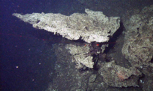 This large, dramatic carbonate outcrop reminded us of a jet. You can get an idea of the size of the outcrop by considering that the red dots (laser beams from the ROV) are about 30 centimeters (one foot) apart.