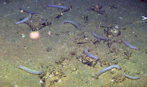 Sea cucumbers known as Pannychia moselyi were very abundant on the seafloor at 979 meters (3,132 feet).