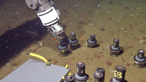 The manipulator arm taking push cores in the fault scarp region. These are used for both biological collections and geology sediment sampling. The pilots have very fine control—they can insert the push core over a small animal like the white seastar captured in the push core second from right. We've had a wonderful collaboration of biologists and geologists this week, sharing samples like these push cores and pitching in to help each other out.