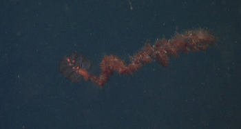 We saw an unusually large abundance of red siphonophores (many different types) during today’s ROV dive.
