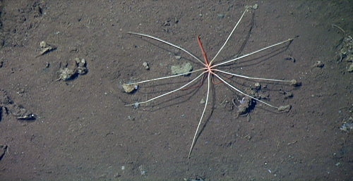 We saw a number of these large sea spiders, or pycnogonids, lumbering across the seafloor. In 2010, MBARI researchers published their novel observations on sea spiders.