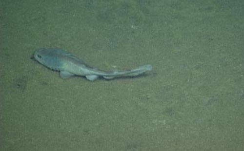 Small sharks swam just above the seafloor; there seemed to be quite a few juveniles among them.