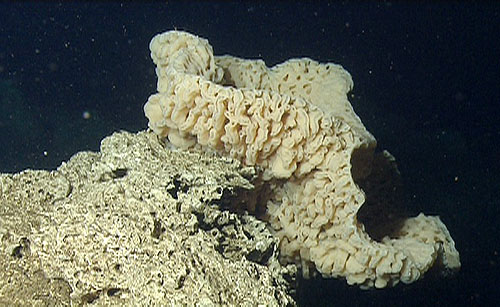 This huge sponge colony was perched on a carbonate outcrop. Many old clam shells were embedded in the surface of the rock.