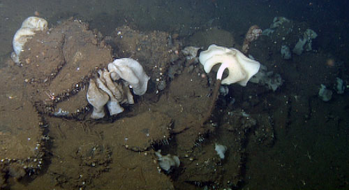 A group of white sponges were found living on a small ridge on top of the mound in the middle of the seafloor.