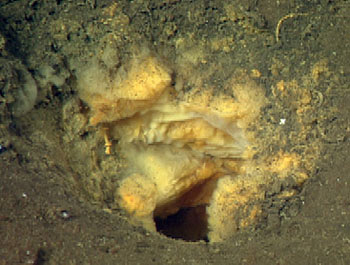 This soft blob of bacteria was pulsing with the flow of the fluid from below. The color indicates these microbes are feeding on sulfur, and the fact that no giant clams or tubeworms were seen in the area suggests that this is a fairly new fluid flow, as older vent sites are usually teeming with such life.