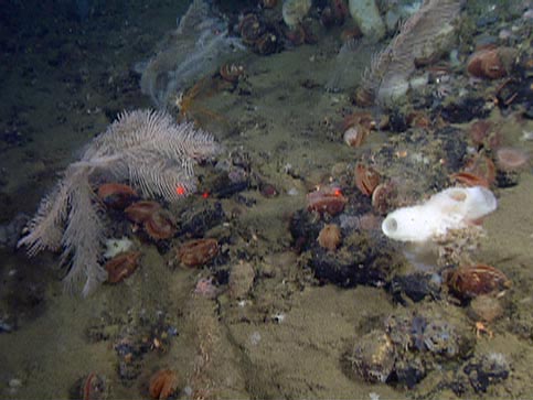 ROV Doc Ricketts collects high-definition video of the seafloor. Paired lasers mounted on the ROV are used as a visual scale to determine the width of the habitat in the field of view. Back at home, the transects are analyzed to measure abundance and species diversity by identifying and counting each organism.
