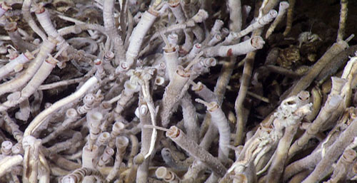 We found beautiful clumps of vent tubeworms today. There are two species of tubeworms in this photo, Escarpia, with the white