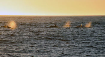 A pod of pilot whales swims by off the port bow. Photo: Monique Messié