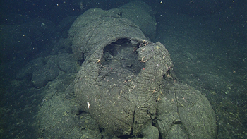 A pillow lava tube has cracked open and drained, leaving a thin outer crust that is easier to sample than solid pillows.
