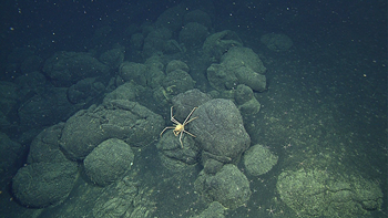 spider crab on pillow lavas