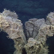 hydroids colonizing a hollow lava pillar