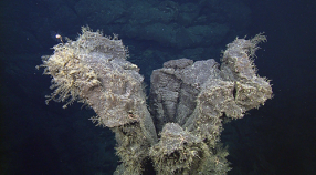 hydroids colonizing a hollow lava pillar