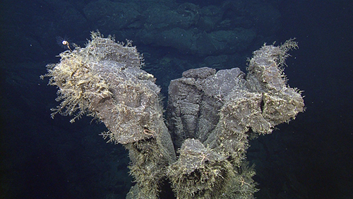 hydroids colonizing a hollow lava pillar