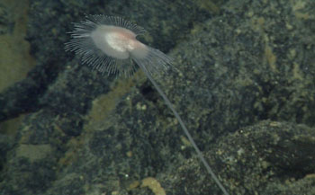 carnivorous sponge at Axial Seamount