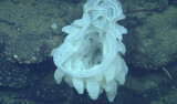 A large white hexactinellid sponge and smaller zoanthid anemones cling to truncated lava pillows in the wall of a collapse pit.
