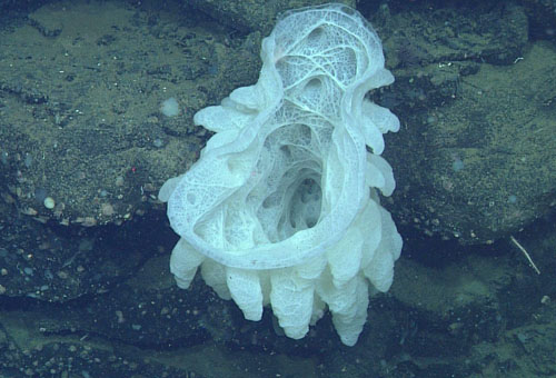 A large white hexactinellid sponge and smaller zoanthid anemones cling to truncated lava pillows in the wall of a collapse pit. 