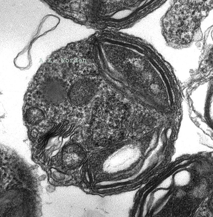 Ostreococcus lucimarinus as shown in Worden et al. 2004. This cell is less than 1 micrometer in diameter! (AZ Worden)