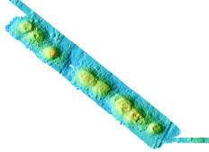 President Jackson Seamounts extend to the northwest from the Gorda Ridge (to right of this map) Map © MBARI 2001