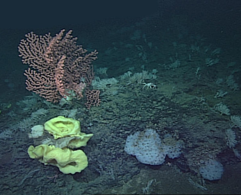 Diverse invertebrate community on Davidson Seamount Image © MBARI 2000