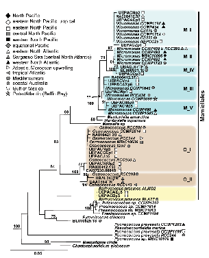 Figure 1. Phylogenetic analysis of prasinophyte full length 18S rRNA gene sequences, with focus on Mamiellales. This figure is modified from Worden & Not 2008 (Chapter 6 in Microbial Ecology of the Oceans 2nd Edition, Kirchman, Publisher: Wiley). Click on the image to view a larger view.