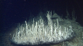 hydrothermal chimneys in Pescadero Basin