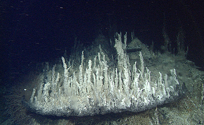 hydrothermal chimneys in Pescadero Basin