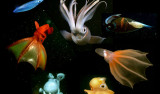montage of cephalopods