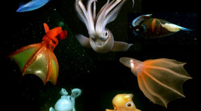 montage of cephalopods