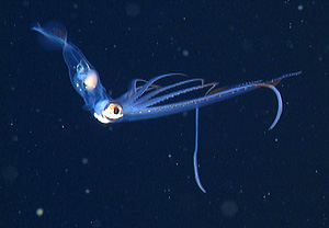 Chiroteuthis calyx squid