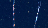 nanomia siphonophore