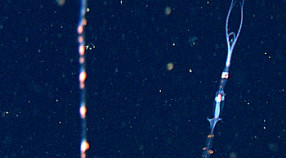 nanomia siphonophore