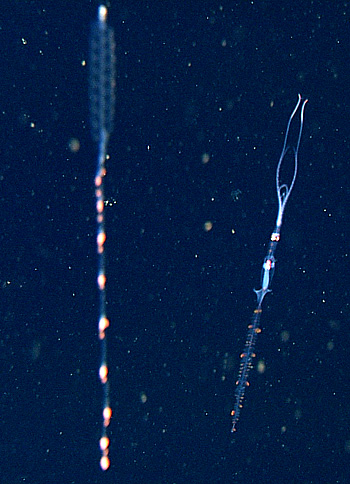 nanomia siphonophore