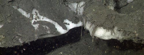 A close-up of part of the hydrate mound that was the focal point of much of today’s research. The white color was deceiving and analysis during the dive showed evidence of traces of petroleum hydrocarbons.