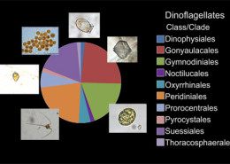 pie chart showing variety of dinoflagellates