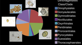 pie chart showing variety of dinoflagellates