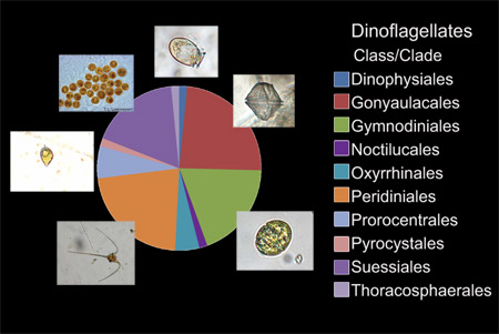 pie chart showing variety of dinoflagellates