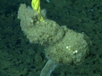 In the year since this polypropylene rope and marker were placed on the seafloor, a snail laid a large deposit of eggs.