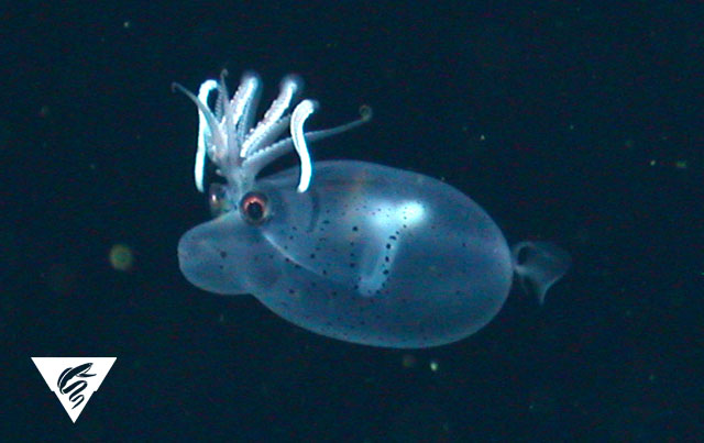 MBARI celebrates Cephalopod Week  MBARI