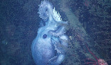 female octopus
