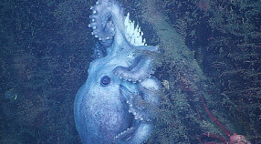 female octopus