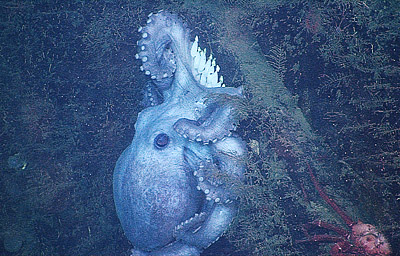 female octopus