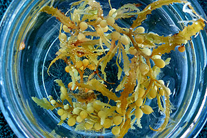 This photo shows a small clump of Sargassum seaweed harboring a very well camouflaged Sargassum fish. Changes in the types of animals living in Sargassum rafts could affect many types of fish and seabirds. Image: Debbie Nail Meyer © 2011 MBARI