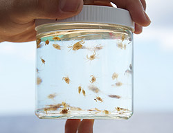 This jar contains small crabs that were collected from drifting Sargassum rafts. Sargassum rafts collected in 2011 and 2012 contained less diverse invertebrate communities than did those collected in the early 1970s. Image: Debbie Nail Meyer © 2011 MBARI