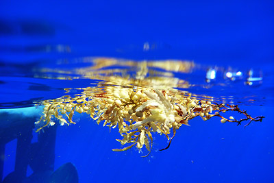 Small rafts of Sargassum seaweed like this one are a common sight in the Sargasso Sea. These rafts harbor a variety of small animals. Image: Debbie Nail Meyer © 2011 MBARI
