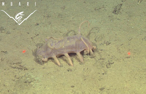 sea pig