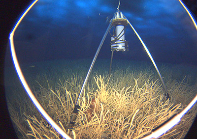 SeeStar camera system mounted on a tripod beneath the Antarctic ice near McMurdo Station. Image courtesy of Stacey Kim, Moss Landing Marine Laboratories.